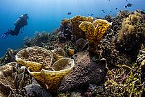 Was sind Korallen? Korallen gehören zu den Nesseltieren und sind höhere Tiere mit ausdifferenziertem Gewebe und einem radialsymmetrischen Körper. Nesseltiere treten in zwei Erscheinungsformen, als Polyp und als Meduse, auf. Medusen – besser bekannt unter dem Begriff Quallen – kennen wir von unseren heimischen Stränden. Korallen sind Polypen, die sich mit einer Art Bodenplatte zeitlebens an Substraten verankern, wo sie oft Kolonien bilden.