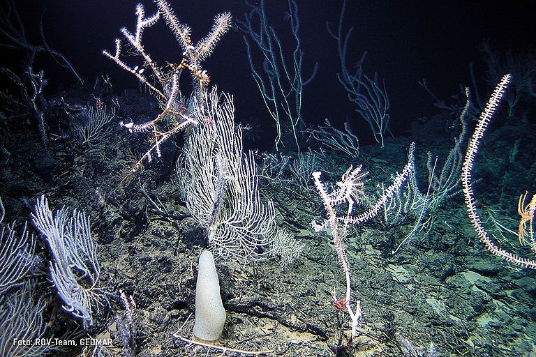 Deep-sea coral garden off the Cape Verde islands. Photo: ROV-Team/GEOMAR
