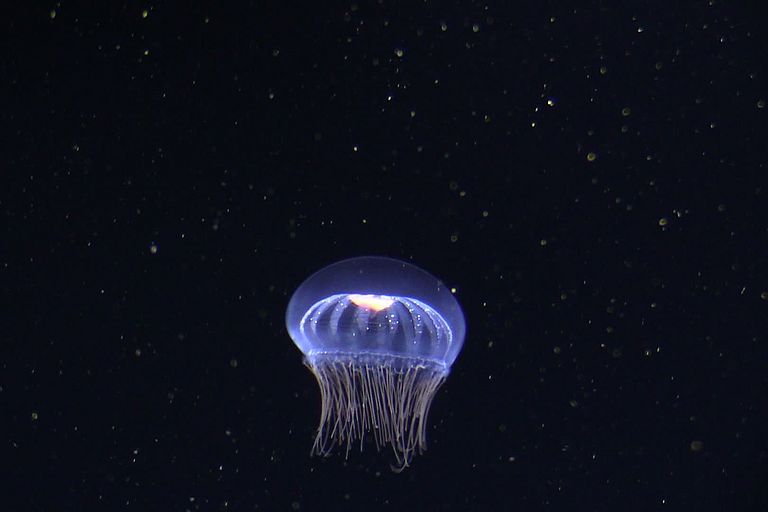 This jellyfish Halitrephes could also benefit from expanding oxygen minimum zones. Photo: Henk-Jan Hoving/GEOMAR from the submersible JAGO.