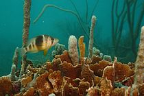 Ein gestreifter Hamletbarsch (Hypoplectrus puella) vor der Küste Panamas. Foto: Kosmas Hench/GEOMAR