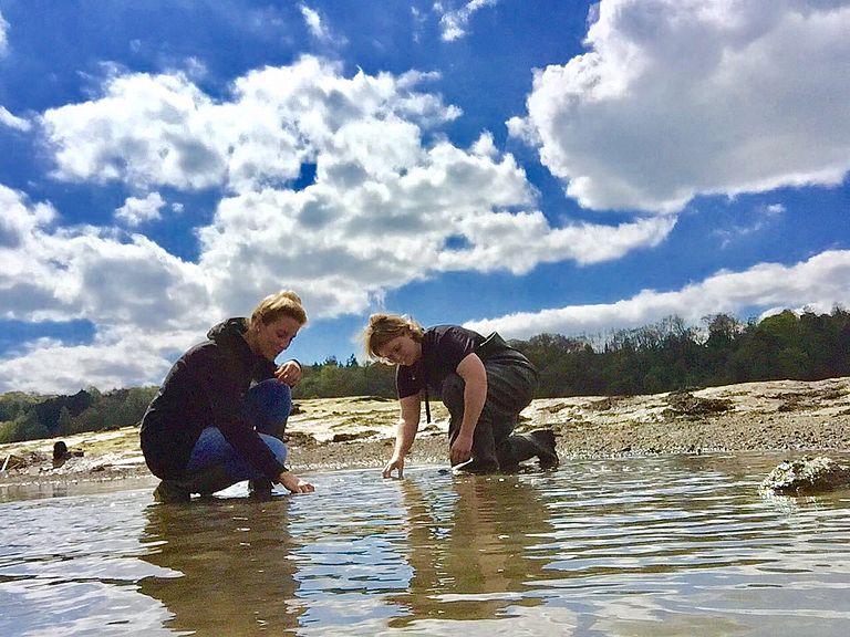 Wie reagieren wirbellose Pflanzenfresser in Küstenökosystemen auf die globale Erwärmung? Isabelle Wenzel und Felicia Schmitt untersuchen diese Frage im Rahmen des GAME-Projekts 2017 an der Küste von Wales. Foto: GAME-Team Wales