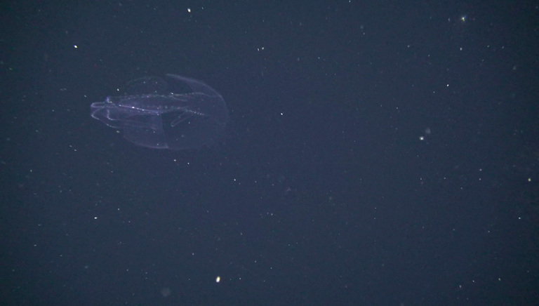 Comb jelly with the genus Kiyohime. Foto: H.-J. Hoving