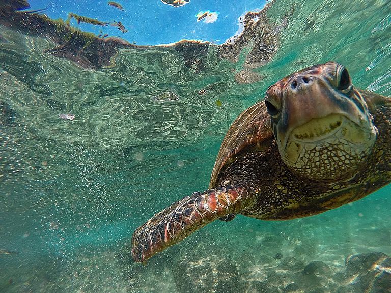 Erwachsene Grüne Meeresschildkröte beim Durchschwimmen ihrer küstennahen Nahrungsgründe. Foto: Rebecca Scott, GEOMAR