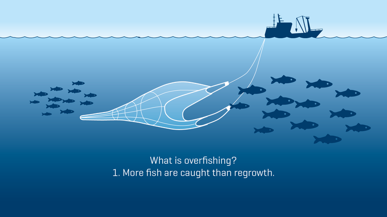 Overfishing: More fish are caught than regrowth