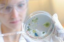 Eine Technikerin des Kieler Wirkstoff-Zentrums betrachtet Pilzkulturen in einer Petrischale. Im Rahmen des EU-Projekts MARINE FUNGI suchen die Projektpartner in marinen Pilzen speziell nach Substanzen, die eine krebsbekämpfende Wirkung haben. Foto: IFM-GEOMAR