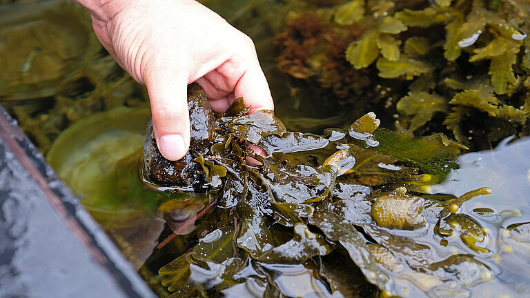 [Translate to English:]  Fucus in KOBs