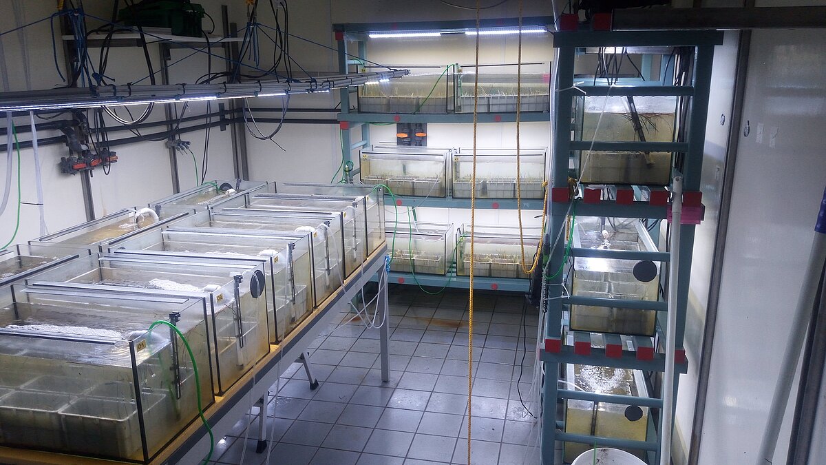 Seagrass germling experiments in a climate chamber