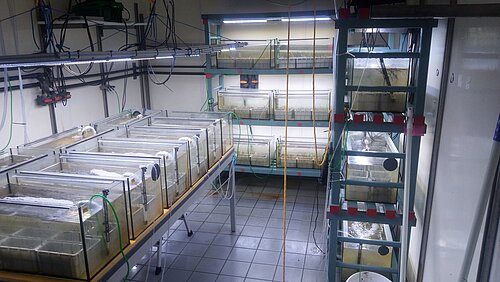 Seagrass germling experiments in a climate chamber