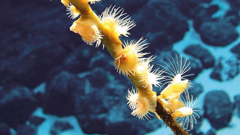 Artenvielfalt an Seamounts im Zentralpazifik: Anemonen und Entenmuscheln. 