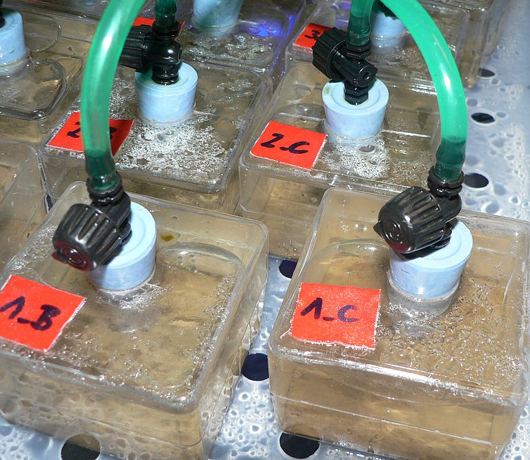 Die Hälterungsbecken in denen die Foraminiferen kultiviert wurden. Über die Schläuche am oberen Ende wurde der CO2 Gehalt in den Becken gesteuert. Foto: K. Haynert, GEOMAR