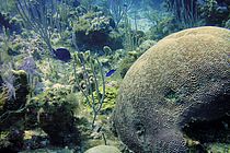 [Translate to English:] Hirnkoralle Diploria strigosa. Derartige Korallen wurden für die aktuelle Studie untersucht. Foto: Steffen Hetzinger, GEOMAR