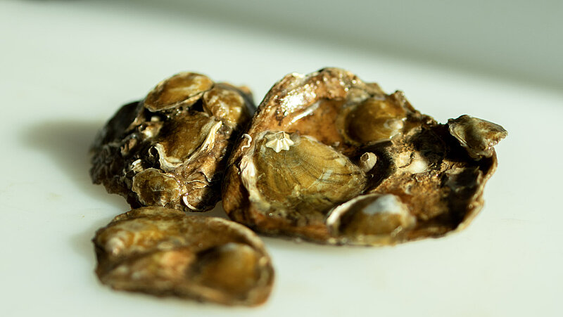 European flat oysters on a white table