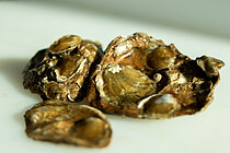 European flat oysters on a white table