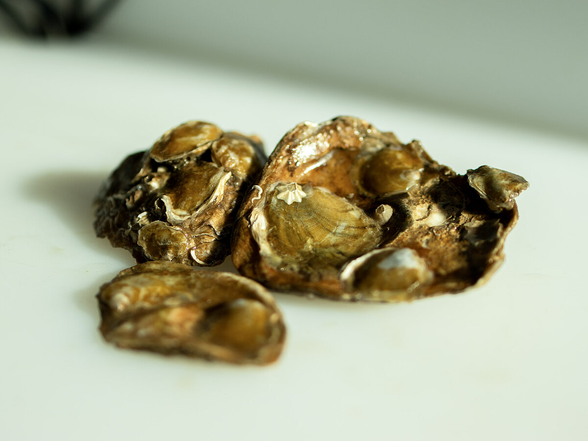 How diseases spread between oyster reefs