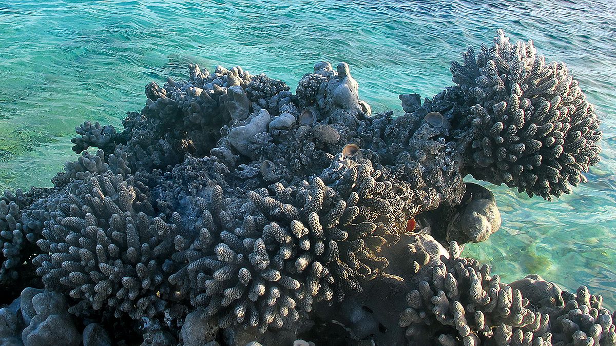 Unberührtes fossiles Riff in Französisch-Polynesien, so wie es einst aus dem Meer aufgrund des fallenden Meeresspiegels im Pazifik aufgestiegen ist.