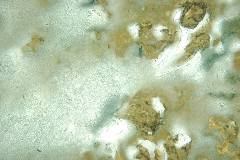 In der Übergangszone zwischen dem tiefen sauerstofffreien Becken und dem sauerstoffhaltigen Oberflächenbereichen fanden die Forscher mit Hilfe von geschleppten Kamerasystemen große Bakterienmatten (hier weiß) auf dem Meeresboden. Foto: OFOS, GEOMAR