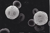 Emiliania huxleyi cells in an electron microscopic picture. Photo: Lennart Bach, GEOMAR (CC BY 4.0)