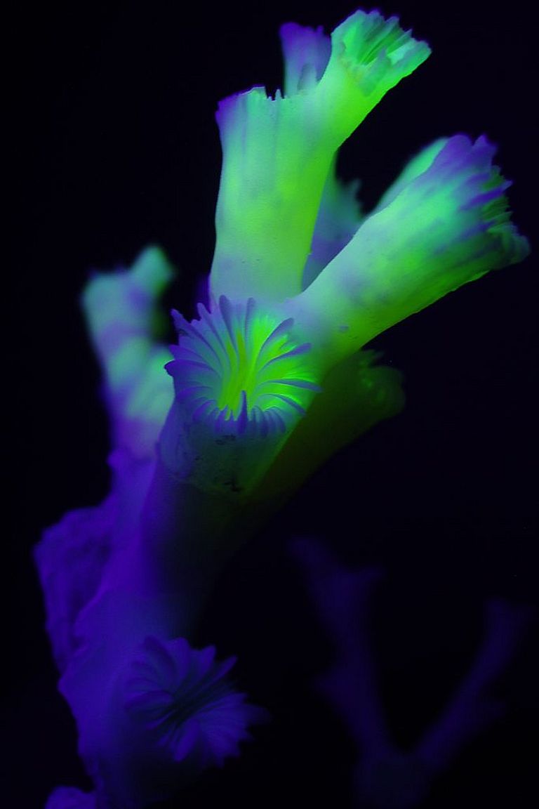Eine Kaltwaserkoralle Lophelia pertusa in den Kulturräumen des IFM-GEOMAR. Werden die Meere saurer, können Korallen voraussichtlich ihre Kalkskelette nicht mehr richtig bilden. Ganze Ökosysteme wären bedroht. Foto: Armin Form, IFM-GEOMAR