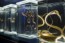 A slender snipe eel (Nemichthys scolopaceus) (front ), a pelican eel (Eurypharynx pelecanoides) (2nd from left) and other abyssal specimens in the deep-sea exhibition module of the GEOMAR Aquarium. Photo: J. Steffen, GEOMAR
