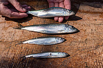 Vier kleine silberne Fische liegen auf einem Tisch