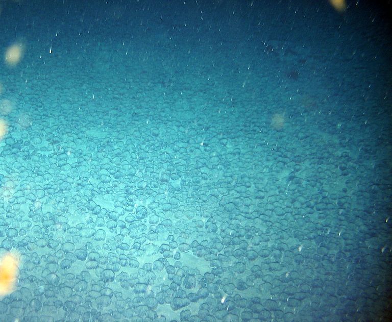 In einigen Regionen der Ozeane liegen Manganknollen,  wie hier im Atlantik aufgenommen, dicht an dicht auf den Tiefseeböden. Foto: Nils Brenke, CeNak