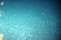 In einigen Regionen der Ozeane liegen Manganknollen,  wie hier im Atlantik aufgenommen, dicht an dicht auf den Tiefseeböden. Foto: Nils Brenke, CeNak
