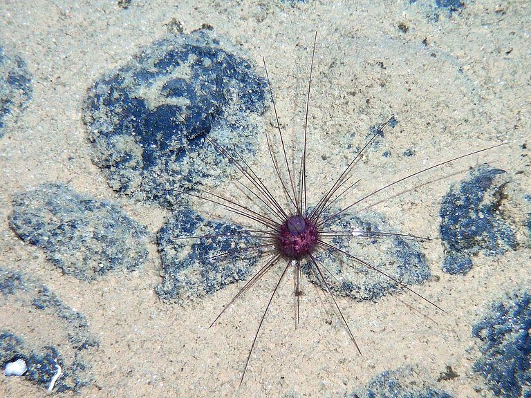 Sea urchin between manganese nodules. Photo: ROV keel 6000/GEOMAR