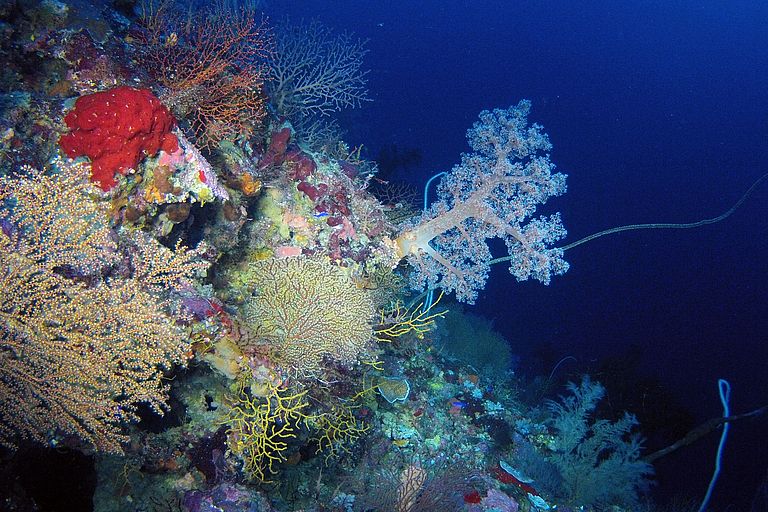 Korallen im Roten Meer. Die TRION-Wissenschaftler wollen besser verstehen, wie sie Spurenmetalle in die filigranen Skelette einbauen. Foto: JAGO-Team, GEOMAR