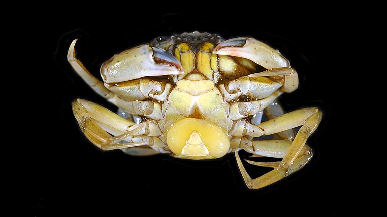 Parasitäre Rankenfußkrebse in der Körperhöhle einer Krabbe