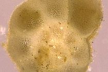 Lebendige Foraminifere der Art Ammonia aomoriensis. Der Durchmesser der abgebildeten Foraminifere beträgt etwa einen Viertel Millimeter. Foto: K. Haynert, GEOMAR