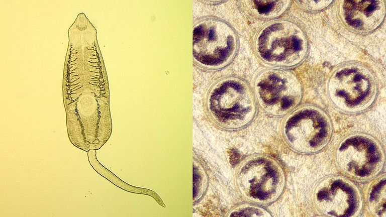 Zerkarie (links) und Metazerkarie (rechts), zwei Stadien von parasitären Saugwürmern.