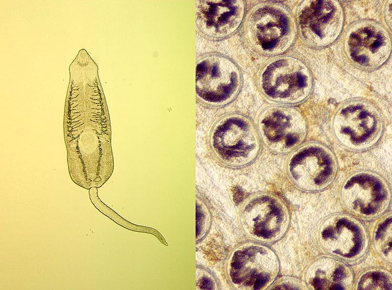 Zerkarie (links) und Metazerkarie (rechts), zwei Stadien von parasitären Saugwürmern. Auf dem Weg vom ersten zum zweiten Zwischenwirt, werden sie von einer Vielzahl von Organismen gefressen oder anderweitig aus dem Wasser entfernt, ohne dass diese selber als Wirte dienen. Fotos: Katrin Prinz, David Thieltges/NIOZ