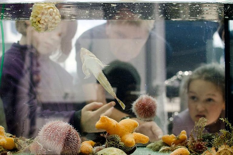 Kleine und große Besucher entdecken die vielseitige Unterwasserwelt der Nord- und Ostsee. Foto: Jan Steffen