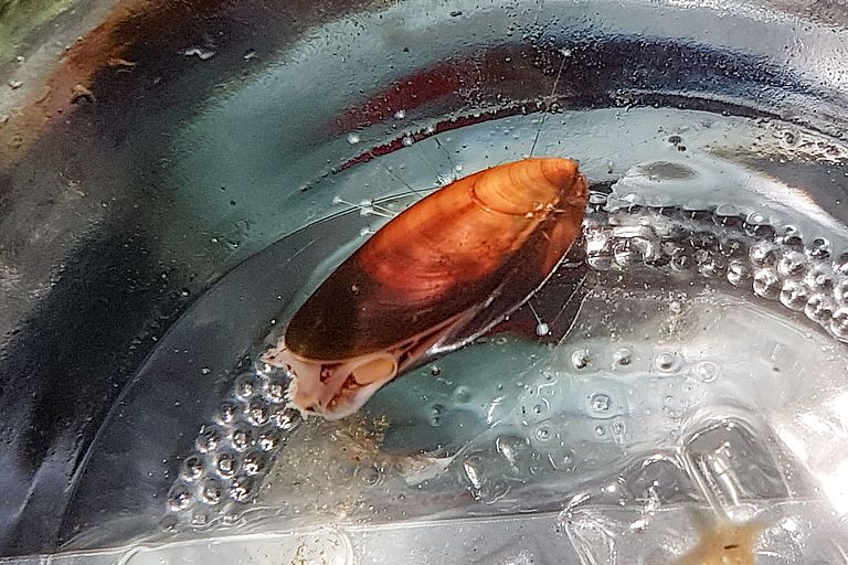 Blue mussel in one of the experimental jars