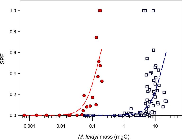 Energiezuteilung für die Fortpflanzung beginnt bei invasiven Populationen (rote Punkte) bei um zwei Größenordnungen geringerer Körpermasse im Vergleich zu einheimischen Populationen (blaue Quadrate). Quelle: C. Japsers, GEOMAR.