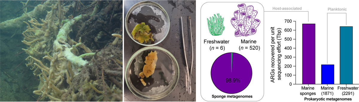 Die Metagenome von Süßwasserschwämmen 