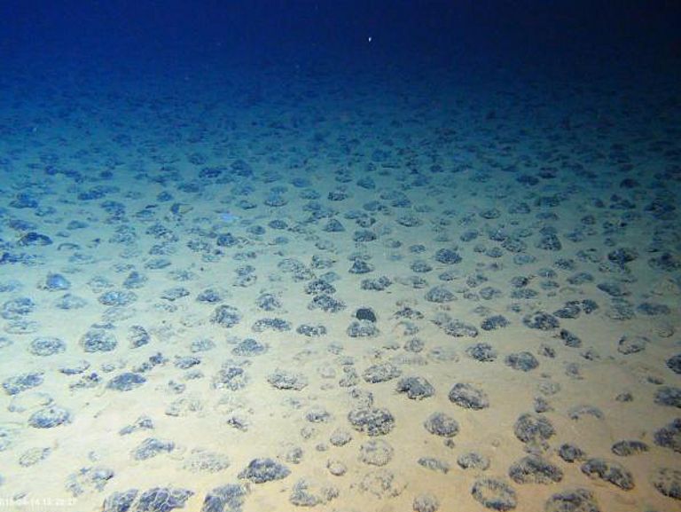 Ungestörter Meeresboden mit Mangankollen. Foto: ROV-Team/GEOMAR