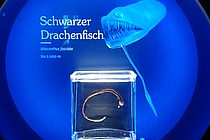Schwarzer Drachenfisch in der Ausstellung "Tiefsee. Leben im Dunkeln". Foto: Andrea Spautz/Landesmuseum Hannover