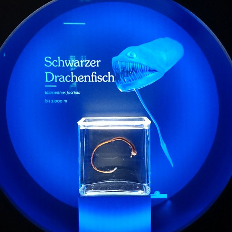 Schwarzer Drachenfisch in der Ausstellung "Tiefsee. Leben im Dunkeln". Foto: Andrea Spautz/Landesmuseum Hannover