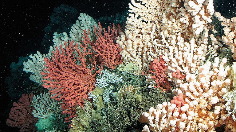 Detail eines norwegischen Korallenriffs mit Gorgonien (Paragorgia arborea) und Steinkorallen (Lophelia pertusa). 