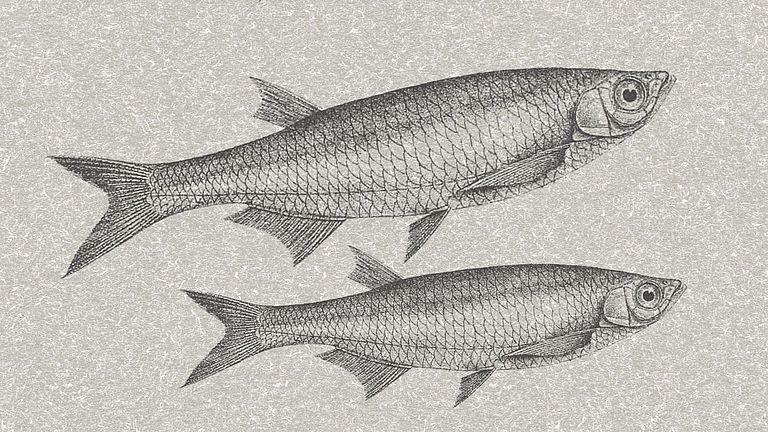 Cover des Bands "Heringe" in der Serie "Naturkunden"