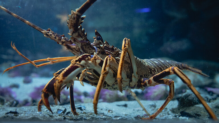Photo of a lobster