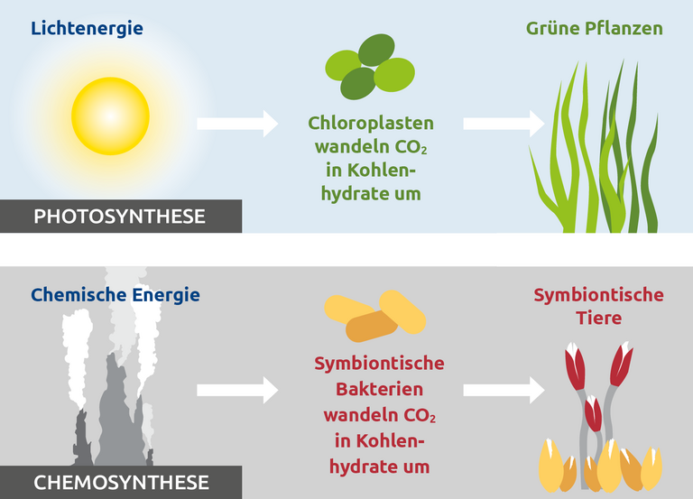 Illustration Photosynthese und Chemosynthese