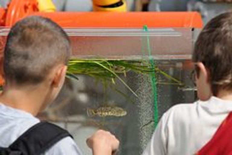 Meerestiere der Ostsee hautnah erleben - das können Kieler Woche-Besucher während des Open Ships auf dem Forschungsschiff ALKOR am 24. Juni 2011. Foto: J. Steffen, IFM-GEOMAR
