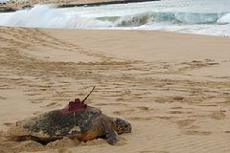 Eine mit einem Sender bestückte Unechte Karettschildkröte auf dem Rückweg ins Meer. Foto: C. Eizaguirre, IFM-GEOMAR.
