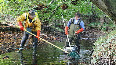 "Meerforellen-Inventur" an der Koseler Au. Kamera: Maike Nicolai, GEOMAR