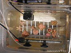 Five different coral species cultured in a temperature controlled basin were colour-stained to mark the start of experiments