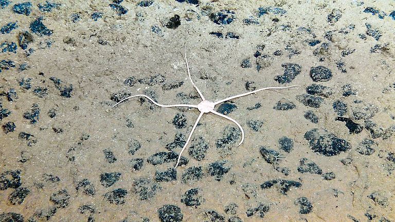 Life at manganese nodule habitats: brittle star 