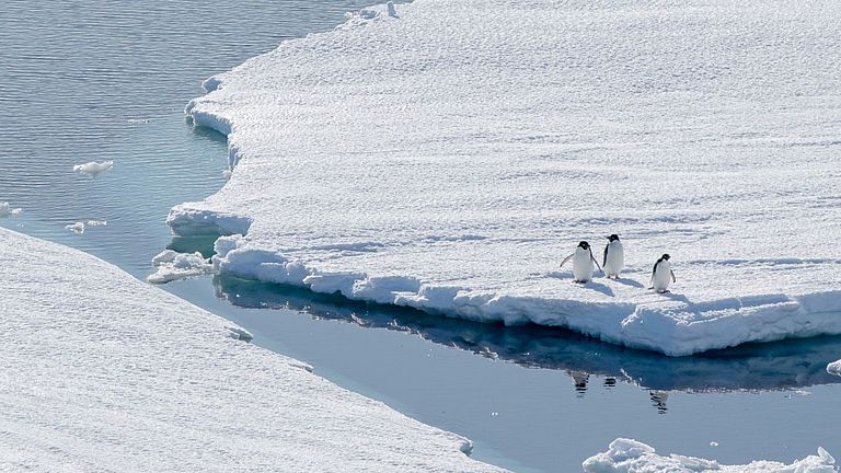 Drei Pinguine stehen auf einer Eisscholle