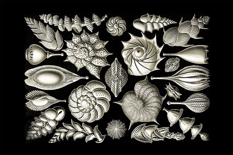 Foraminifera from the book "Art Forms in Nature", published in 1904 by Ernst Haeckel, plate 81.